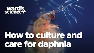 Caring and Culturing for Daphnia [upl. by Ilam181]