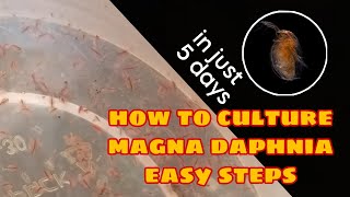 How to Culture Magna Daphnia Easily [upl. by Aires415]