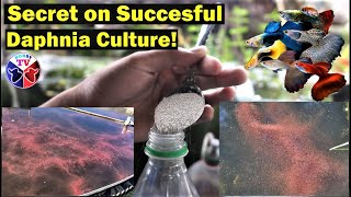 How to Culture Daphnia Successfully [upl. by Titania]