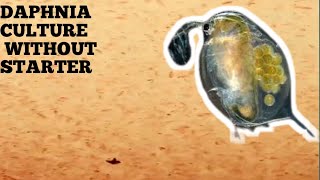 HOW TO CULTURE DAPHNIA NATURALLY WITHOUT A STARTER [upl. by Htessil]