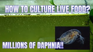 How to Culture Daphnia Secret Method to Breed MILLIONS  Simply Aquatic [upl. by Aamsa]