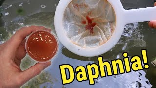 How I Culture Daphnia In Outdoor Tubs [upl. by Yesnyl]