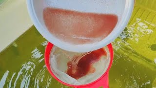 How to culture daphnia  Daphnia culture  How to grow daphnia outdoor [upl. by Moorish]