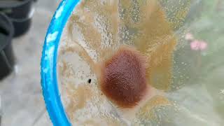 How to culture daphnia moina in a small container Part 1 English Subtitle [upl. by Langelo]