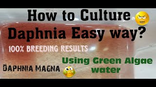 Daphnia MagnaHow to Culture Daphnia Easy wayCulturing Daphnia using Green water Daphnia [upl. by Elicec]