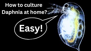 BEST Live Fish Food Beginner guide How to Culture Daphnia at home [upl. by Ayle]