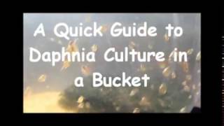 How to culture daphnia outside [upl. by Ruenhs]