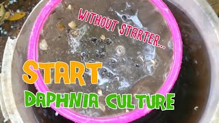 How to culture daphnia moina the easy way 1  Starting the Daphnia culture [upl. by Dorahs]