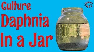 How to Culture Daphnia in a Jar [upl. by Ajim]