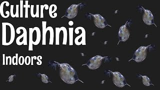 How to Culture Daphnia [upl. by Nealson136]