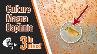 How to culture DAPHNIA MAGNA  The easy way [upl. by Noonberg]