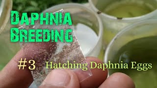 Daphnia Culture made simple and easy 3  Hatching Daphnia eggs [upl. by Llig]