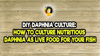 DIY Daphnia Culture How to Culture Nutritious Daphnia as Live Food for Your Fish [upl. by Walrath]