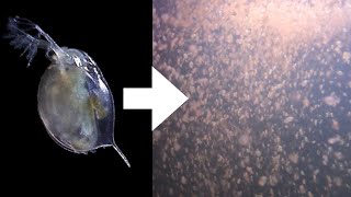 How I Culture Daphnia [upl. by Odrautse]