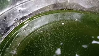 DAPHNIA MOINA CULTURE IN A SMALL BUCKET [upl. by Wiencke]