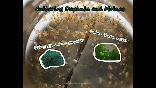 How To Culture Daphnia and Moinas using Green Water Spirulina powder [upl. by Craw]