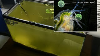 Raising Daphnia for the Freshwater Aquarium [upl. by Ilyah]