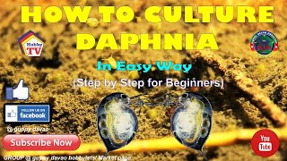 HOW TO CULTURE DAPHNIA In Easy Way [upl. by Xavler]